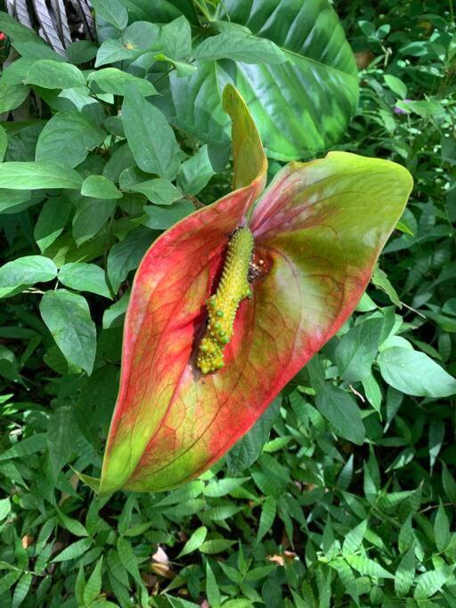 Home Near Volcano National Park, Hilo, Kehena Keaau ภายนอก รูปภาพ