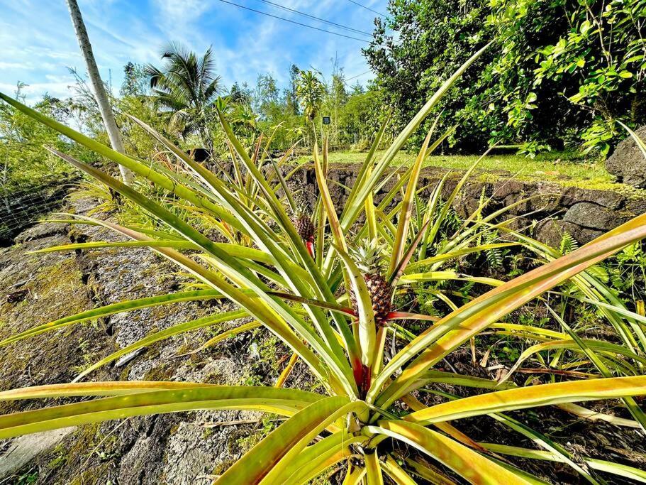Puna Zen Botanical Garden Retreat Keaau ภายนอก รูปภาพ