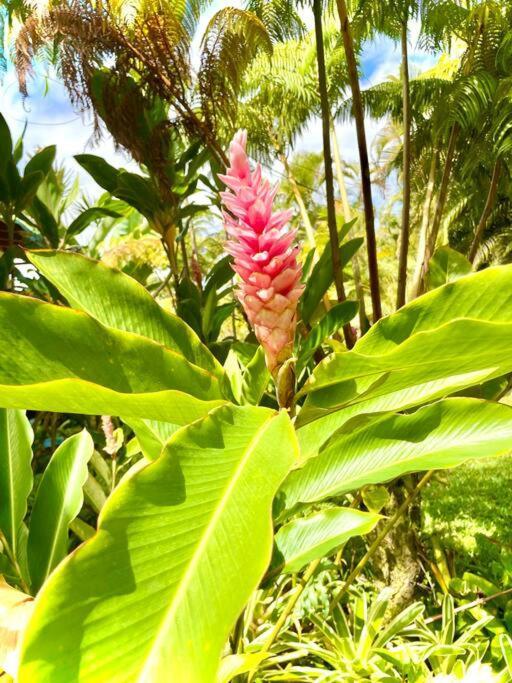 Puna Zen Botanical Garden Retreat Keaau ภายนอก รูปภาพ